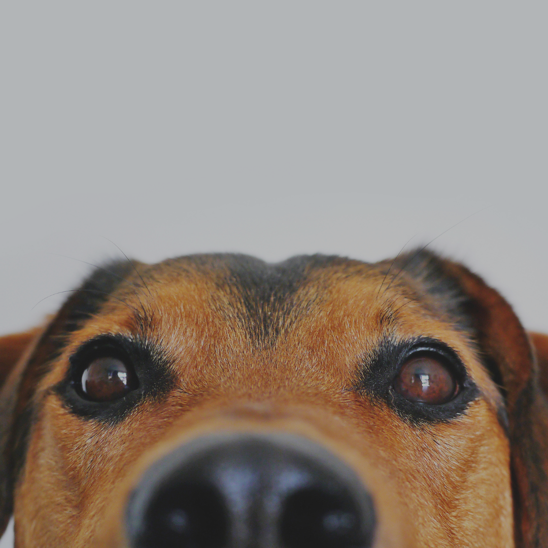 Hond
