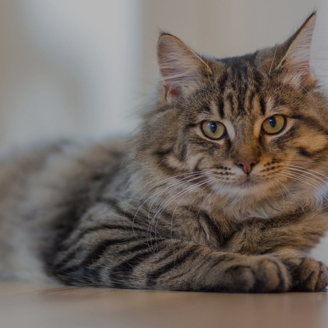Kat