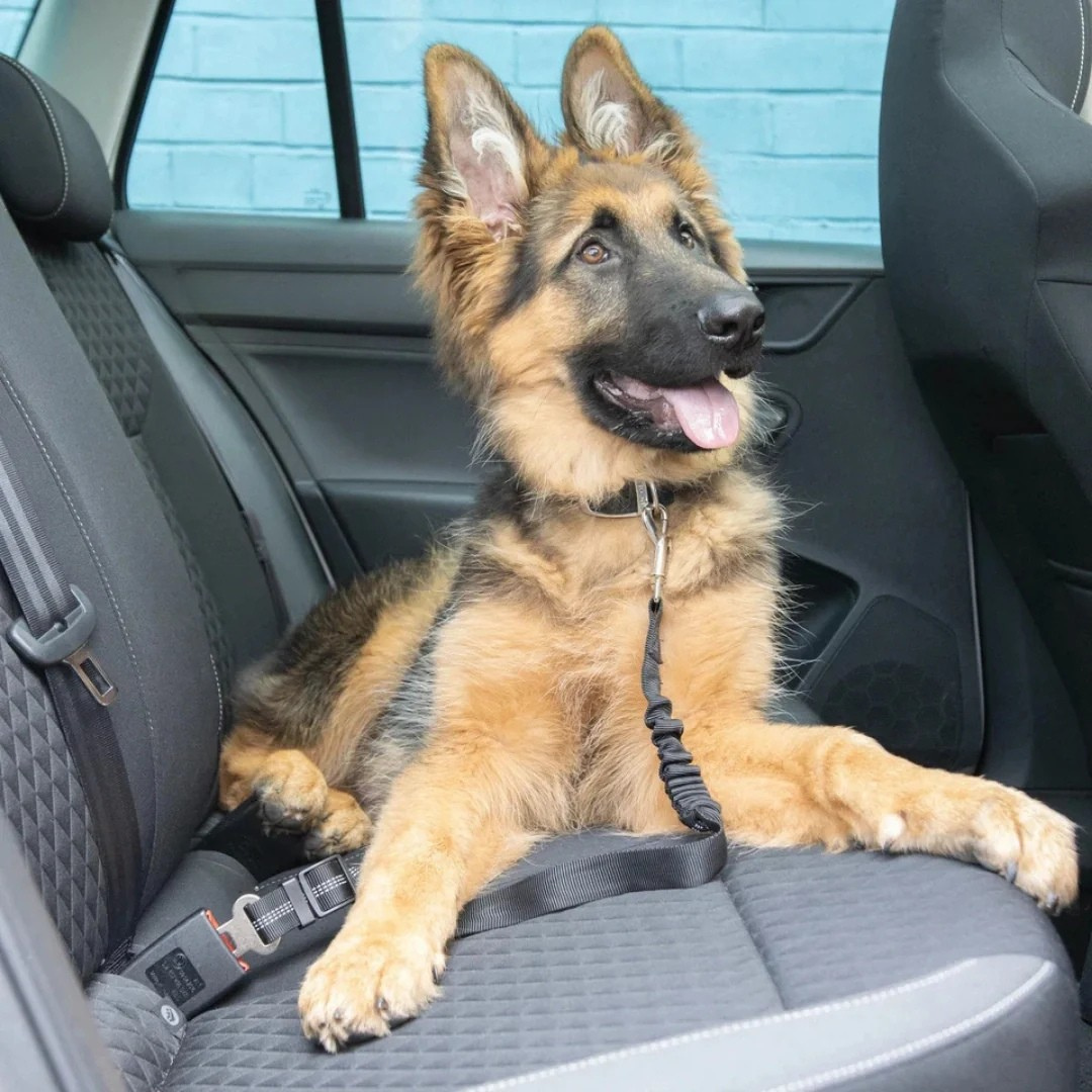 Honden Autogordel®