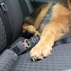 Honden Autogordel®